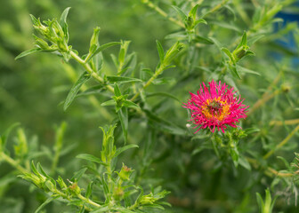 New England aster Andenken an Alma Potschke 2