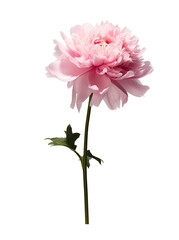 Pink chrysanthemum flower isolated on a white background. PNG