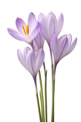 Purple crocus flowers isolated on white background. Spring flowers PNG