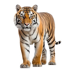 Obraz premium tiger isolated on transparent background cutout