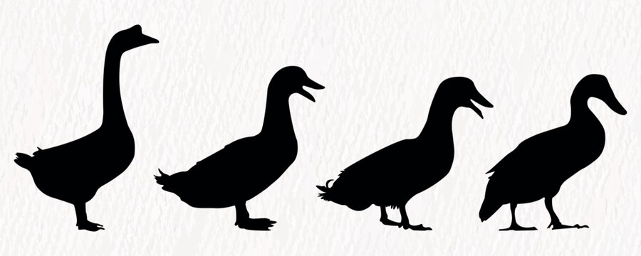 Vector silhouette set of detailed quality duck, goose and baby duck in farm
