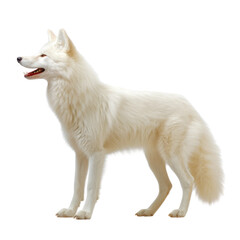 close up of a dog isolated on transparent background cutout