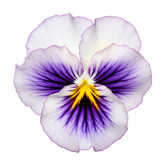 purple flower isolated on transparent background cutout