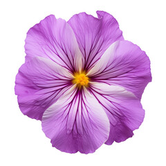 purple anemone flower isolated on transparent background cutout
