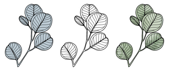 Black outline of a branch of eucalyptus and colored green eucalyptus on a white background. Eucalyptus for coloring books, plant silhouette.  © Лилия Агапова