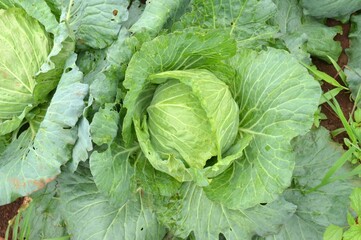 cabbage in the garden