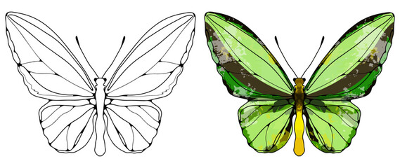 A black outline of a butterfly and a colored bright green butterfly on a white background. Butterfly for coloring pages, wallpapers, backgrounds, creating various patterns and designs