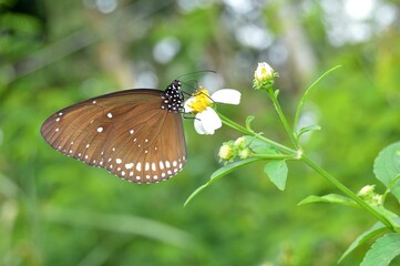 butterfly on a flower