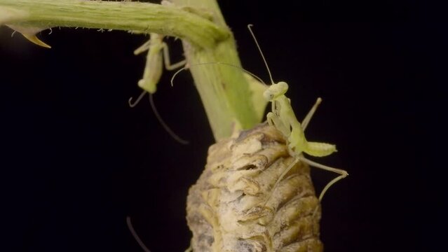 Two newborn babies praying mantis sits on Ootheca (Oviparity) on black background. Transcaucasian Tree Mantis (Hierodula transcaucasica). Closeup of nymph form of mantis insect