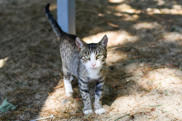 young tabby cat