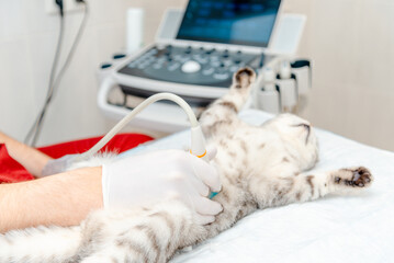Scottish Fold cat laying on the table.A small gray cat during ultrasound examination in vet...