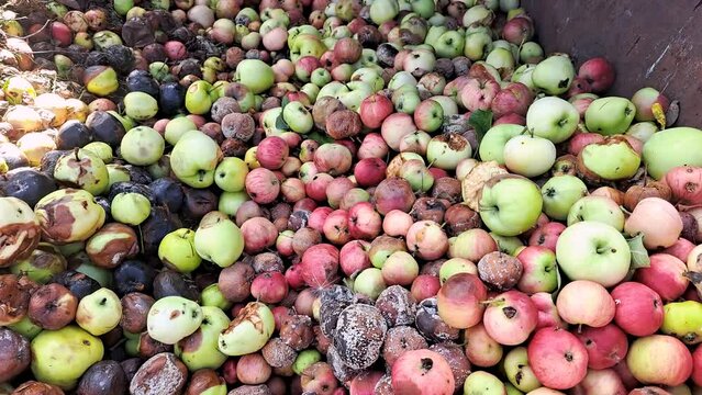 A large number of spoiled apples in the compost.