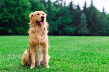 Golden labrador dog sitting on the grass against the background of a green forest.Summer day.