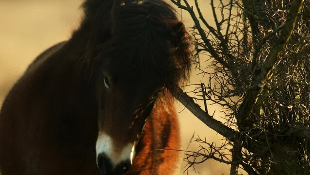 Closeup sunlit wild exmoor pony horse scratching by dry tree trunk in bush on the middle of pasture in late autumn nature habitat in Milovice, Czech republic. Protected animals considered as ancestor