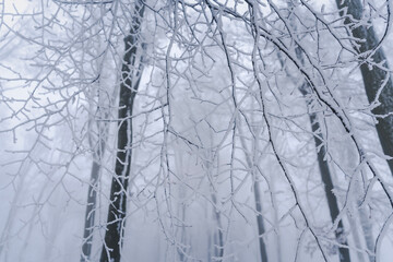 Trees covered with snow in the forest. Beautiful majestic winter landscape