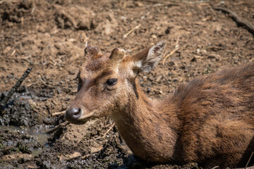 Brown deer in captivity.