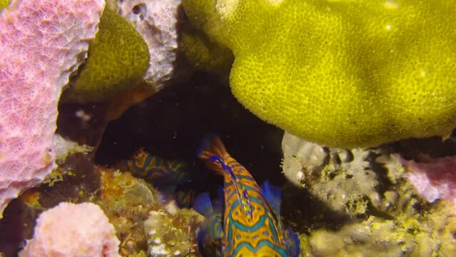 Male Mandarin fish emerges from an opening in a colorful coral reef, followed by a female. Both mandarinfish meander through the reef structure at dusk.