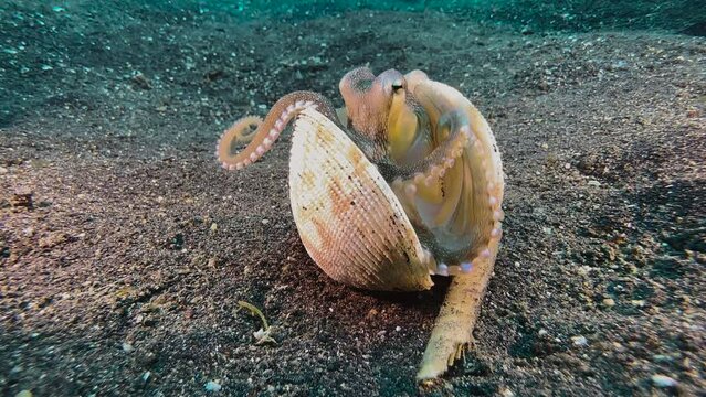 Coconut octopus peeks out of a half-closed clam shell. Opens the shell and walks away using  tentacles as legs while holding the shell halves with the remaining arms. Shot during daylight on dark sand