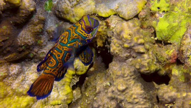 Male mandarin fish moves through colorful coral reed dominated by yellow hard corals. Shot after sunset in tropical indo-pacific.