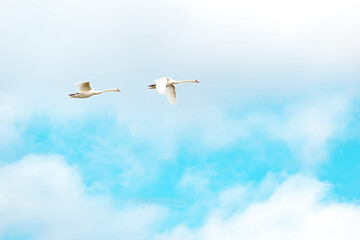Mute Swans (Cygnus olor) flying. Two mute swans in flight with sky background