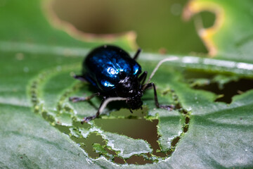 Alder Leaf Beetle or Agelastica alni.