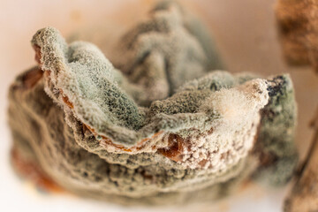 Mold on food macro on a white background. The danger of mold, stale products.