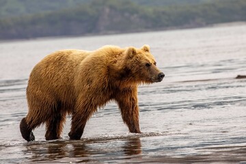 Adult female blonde brown bear