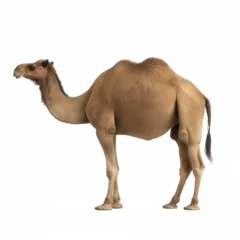 Foto op Canvas camel looking isolated on white © Tidarat