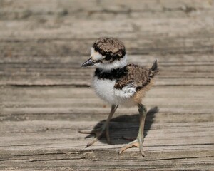 Cutest Ever Little Darling Adorable Killdeer Chicks Baby Animals Sweetwater Wetlands Park Gainesville Florida