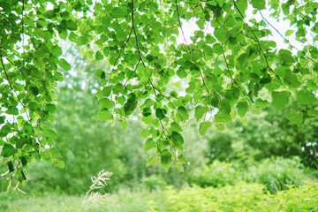 Green natural background with linden branches in the foreground. Park landscape in summer.
