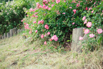 Dense bushes of blooming pink roses, hedge, fence in the garden.