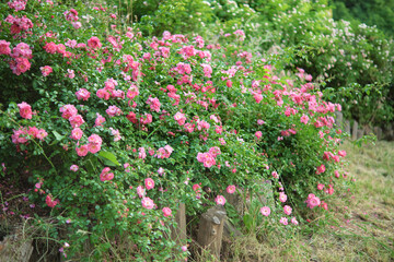Dense bushes of blooming pink roses, hedge, fence in the garden.