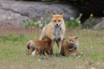Fototapeta premium Ezo Red Fox with cubs Hokkaido, Japan