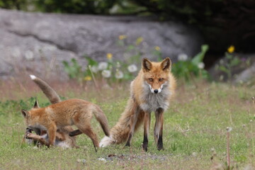 Ezo Red Fox with cubs Hokkaido, Japan