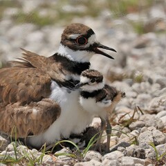 Adorable Killdeer Family Mom Babies Tucked Under Sweetwater Wetlands Park Gainesville Florida