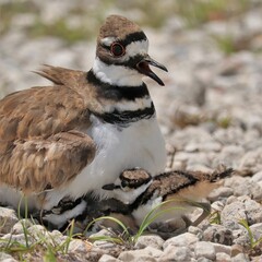 Adorable Killdeer Family Mom Babies Tucked Under Sweetwater Wetlands Park Gainesville Florida