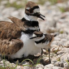 Adorable Killdeer Family Mom Babies Tucked Under Sweetwater Wetlands Park Gainesville Florida