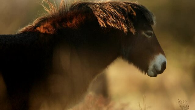 Closeup sunlit wild exmoor pony horse have rest standing in the middle of pasture in late autumn nature habitat in Milovice, Czech republic. Protected animals considered as horse ancestor