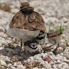 Adorable Killdeer Family Mom Babies Tucked Under Sweetwater Wetlands Park Gainesville Florida