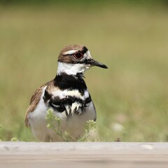 Gorgeous Killdeer at Sweetwater Wetlands Park Gainesville Florida