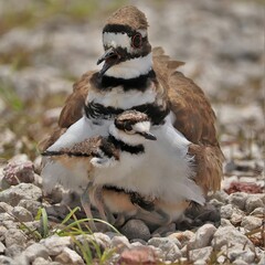 Adorable Killdeer Family Mom Babies Tucked Under Sweetwater Wetlands Park Gainesville Florida
