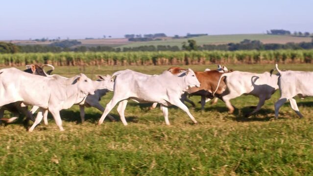 A Slow Motion Panning Shot of a Herd of Cows Running in a Wide Open Pasture with the Wadden Sea in the Background