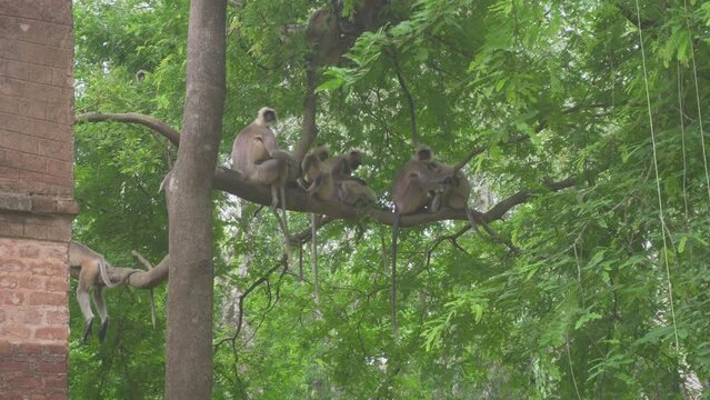Indian monkeys sitting on tree  in jungle