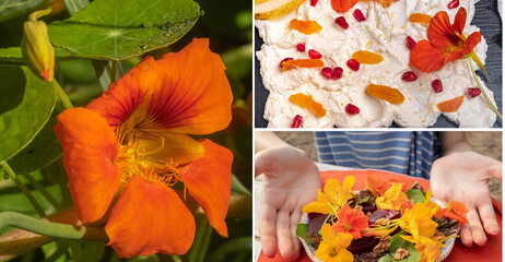 concept of edible flowers. Various dishes using nasturtium flowers and leaves. Collage