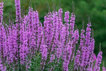 Fototapeta premium Willow-leaved derbennik, pink flower close-up, selective focus