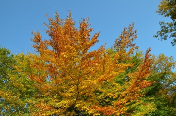 Fototapeta premium autumn in the forest