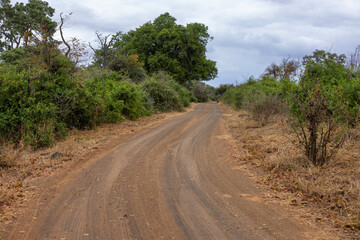 Fototapeta na wymiar Dirt road in the bush in Kruger NP
