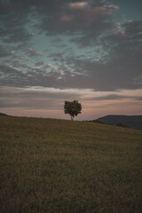 tree in the field