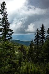 clouds over the forest