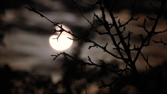 Full moon on a dark cloudy night in the branches of a tree without leaves, an spooky feeling like thriller and horror films, Halloween style. Real shooting